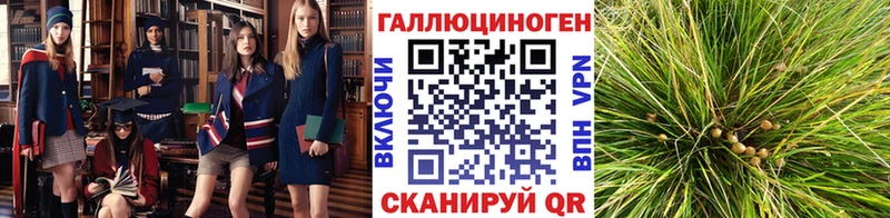 Галлюциногенные грибы Cubensis блэк спрут сайт Екатеринбург купить наркотик